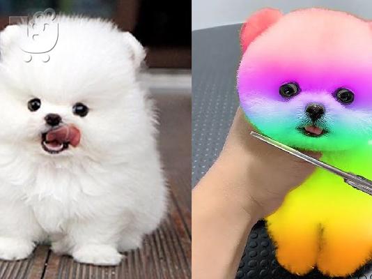 Υπέροχα κουτάβια Pomeranian διαθέσιμα